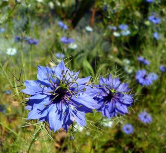 A flower blooms in the Blue Garden